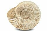 Jurassic Ammonite (Kranosphinctes?) Fossil - Madagascar #253207-1